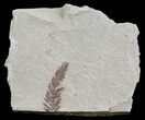 Metasequoia (Dawn Redwood) Fossil - Montana #62308-2